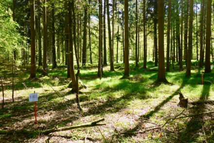 Kanton Aargau reagiert auf Dioxin-Belastung im Wald bei KVA Buchs